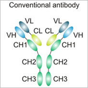 conventional Antibody